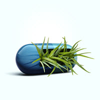 Herbs
