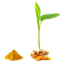 Turmeric