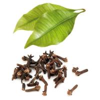Clove