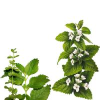 Lemon balm