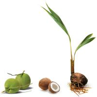 Coconut