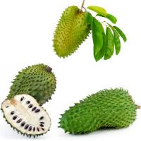 Soursop