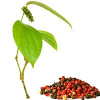 Black Pepper