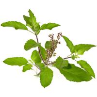 Tulasi
