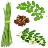 Horseradish tree