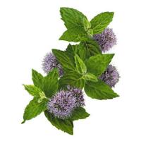 Podina