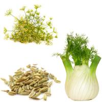 Fennel