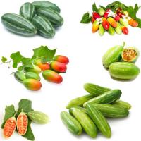 Ivy gourd