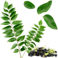 Curry leaf