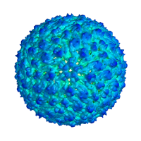 Dengue fever