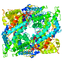 Human Cytochrome P450 2D6